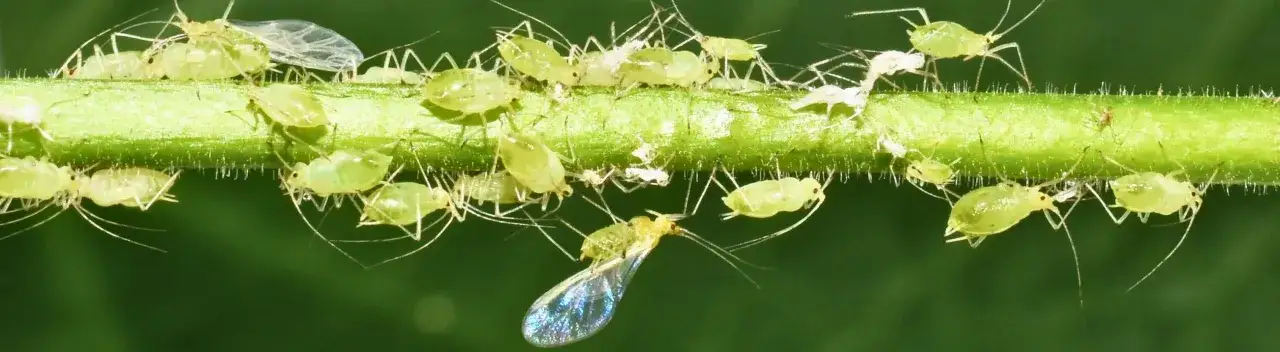 Une invasion de pucerons verts sur une tige de plante. On voit des dizaines de ces petits insectes, certains ailés, se nourrissant de la sève.