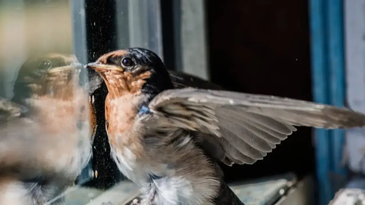 Un pajarito se mira en el cristal. ¿Qué significa cuando te visita un pajarito? Quizás es un presagio de buena suerte o un mensaje del universo.