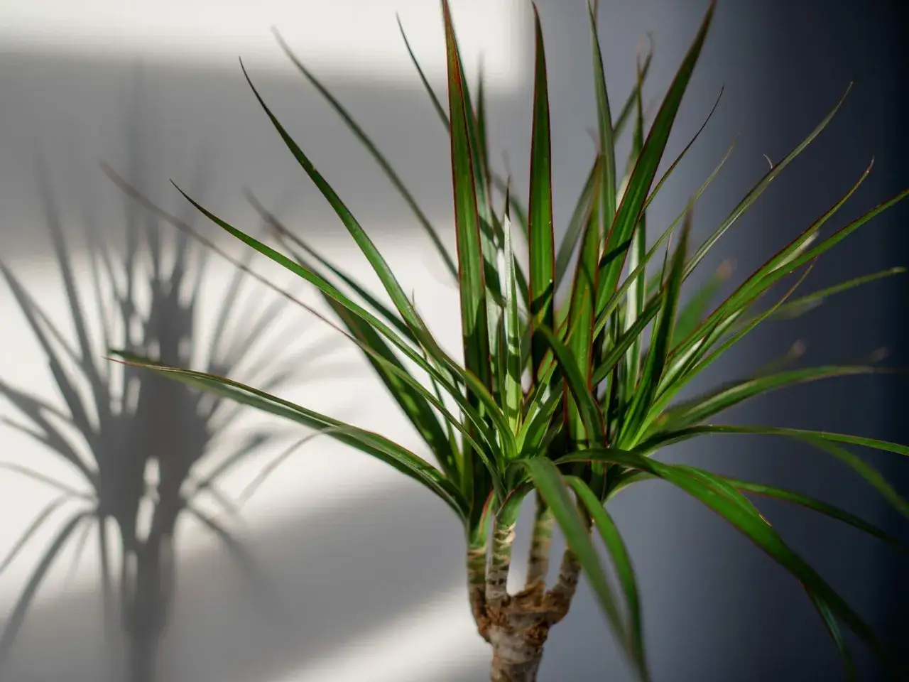 Dracena odmiany o wąskich, zielonych liściach z czerwonymi brzegami, rzucająca ciekawy cień na ścianę.