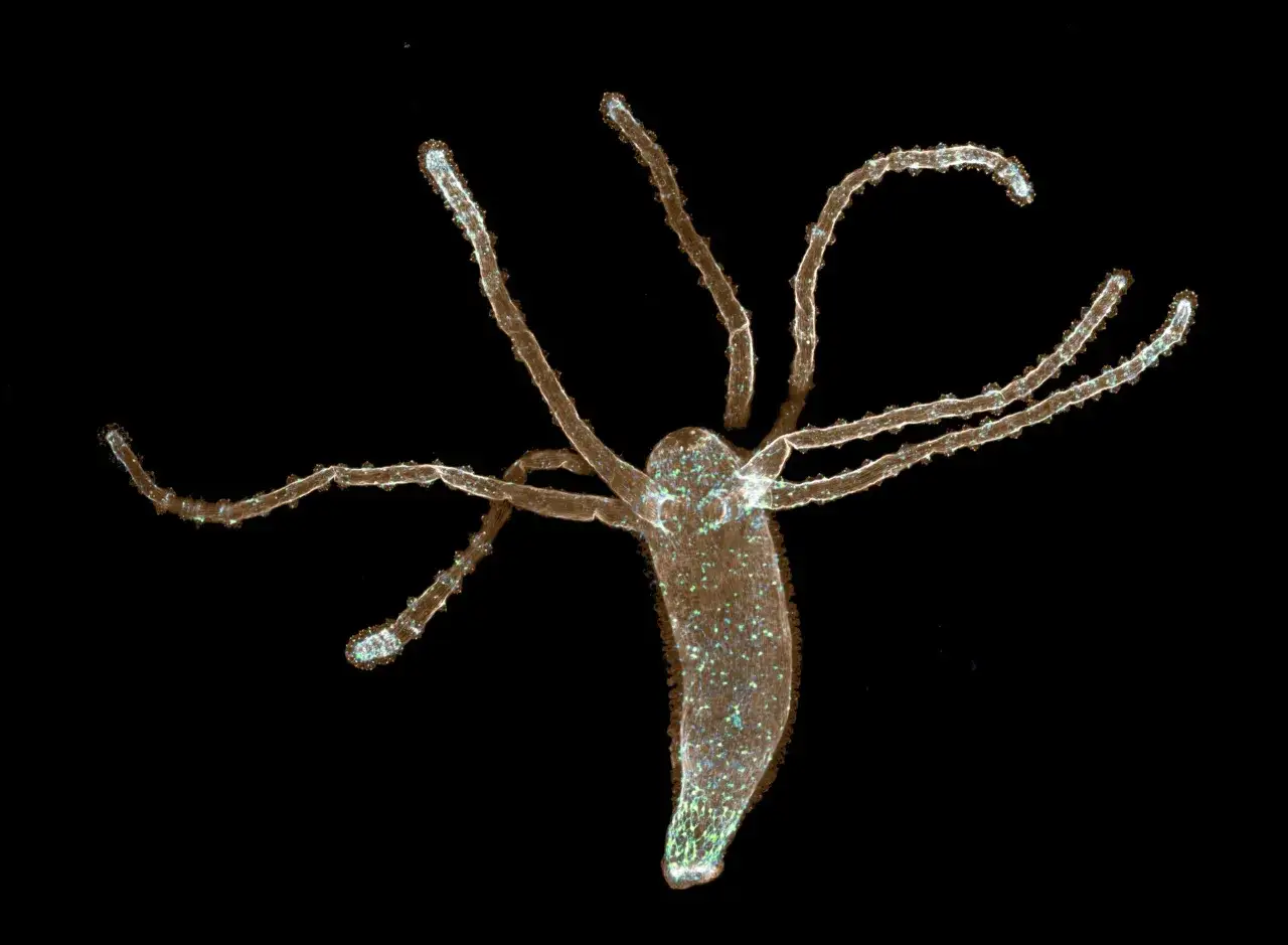 Hydra, małe robaki w akwarium, rozciąga swoje czułki.