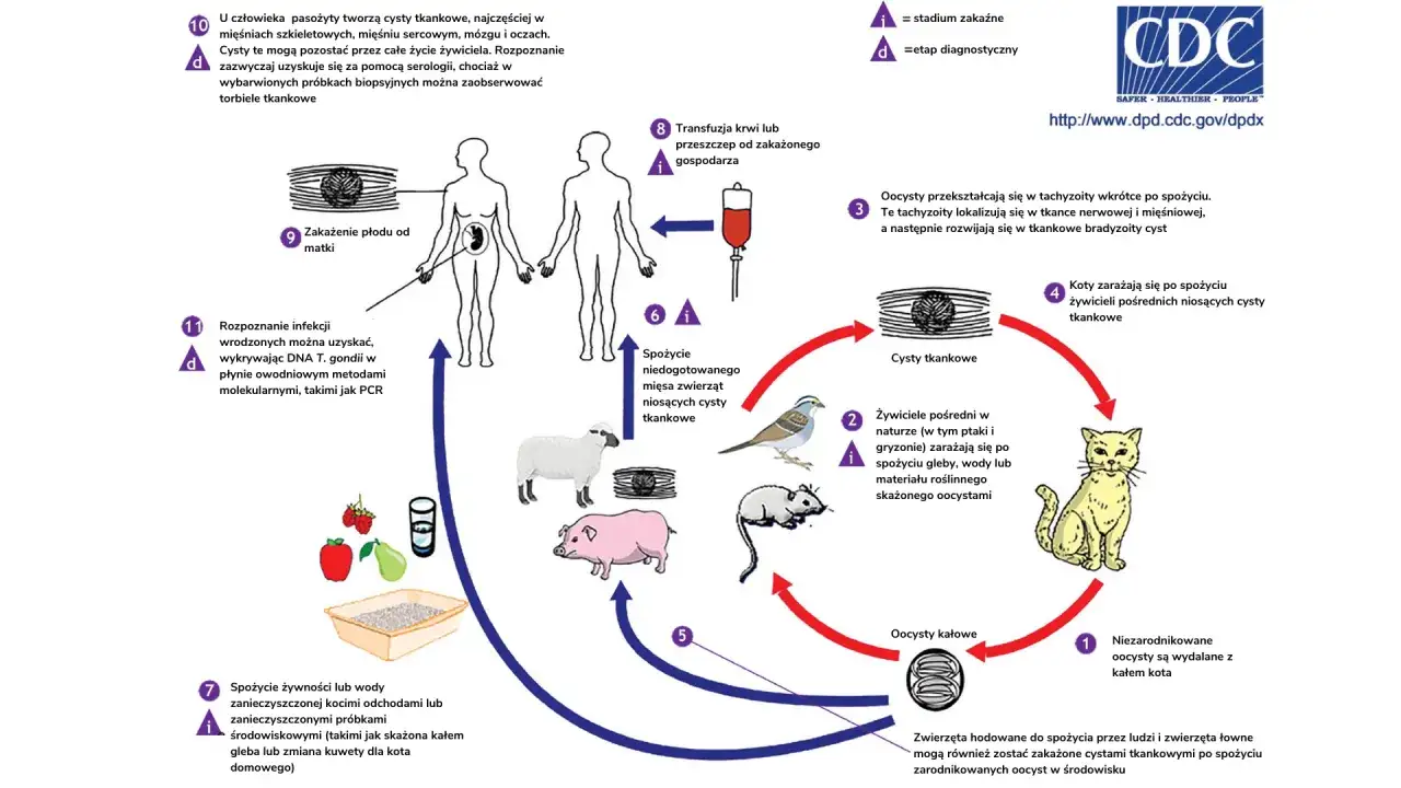 Cykl życiowy Toxoplasma gondii: kot wydala oocysty, które zanieczyszczają środowisko. Człowiek może zarazić się toksoplazmozą od kota przez kontakt z odchodami lub spożycie niedogotowanego mięsa.