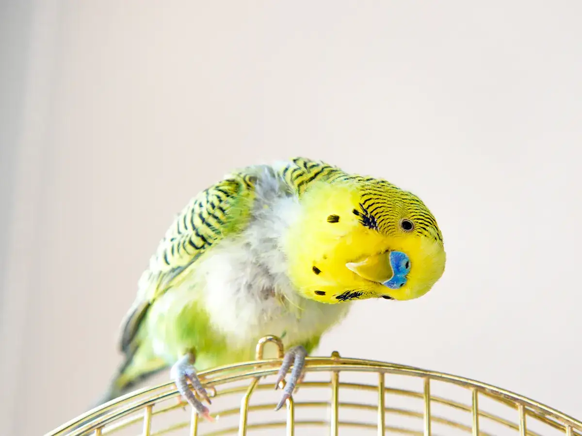 Un pappagallino giallo e verde, con piume un po' arruffate, potrebbe aver bisogno di autodeplumazione rimedi naturali.