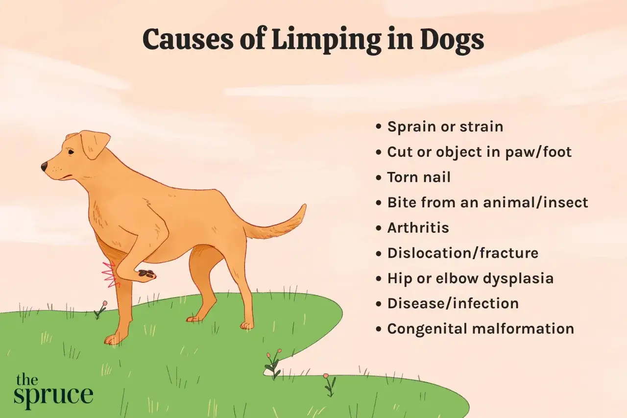 Ilustración de un perro que cojea de una pata delantera, con una lista de posibles causas de cojera canina.