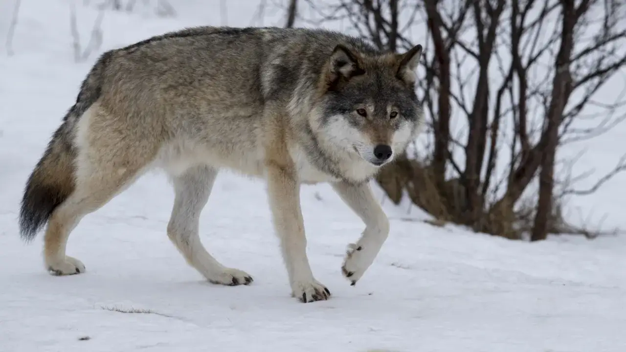 En varg, eller Canis lupus på latin, vandrar genom snön.