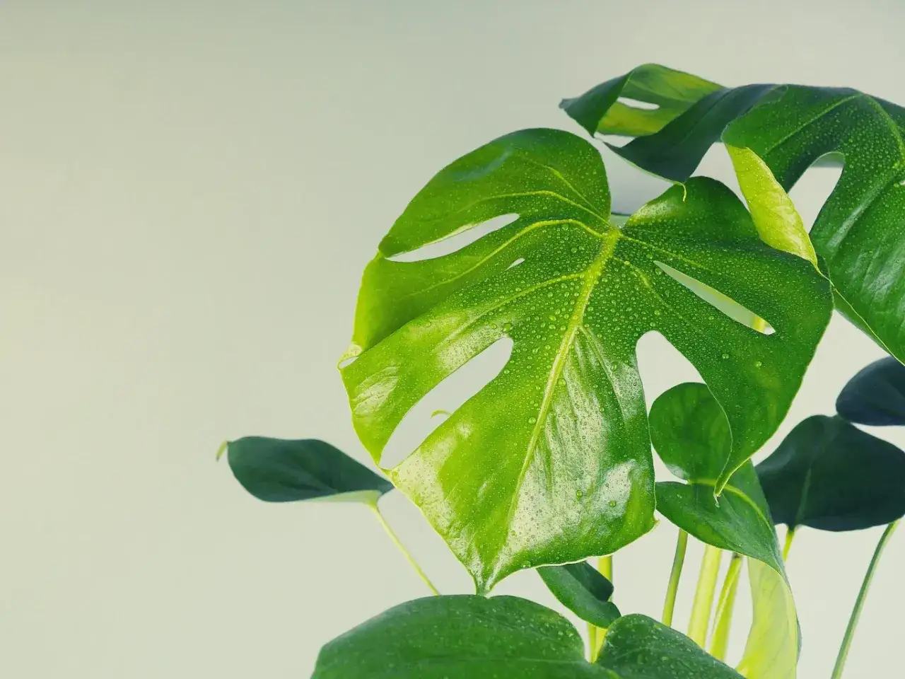 Zielona, soczysta monstera z kropelkami wody na liściach. Dowiedz się, jak dbać o tę piękną roślinę, by rosła zdrowo.