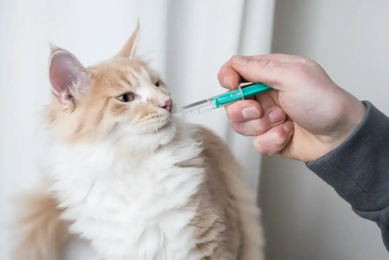 Eine Hand gibt einer flauschigen Katze mit einer Spritze Flüssigkeit.