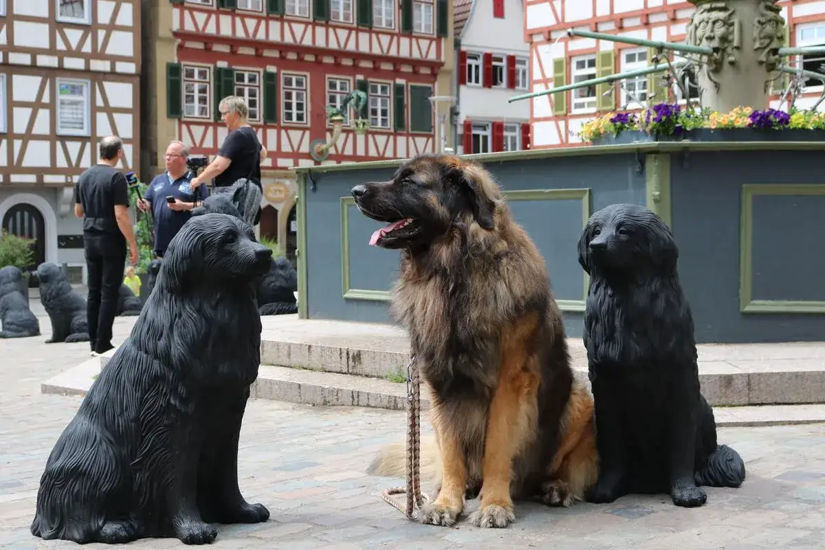 Ein echter Leonberger mit seinem sanften Leonberger Temperament sitzt neben schwarzen Hundestatuen vor einem Brunnen.