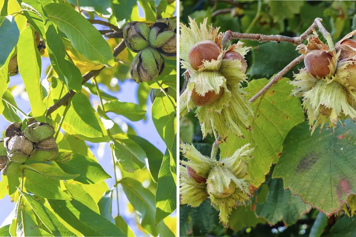 Två sidor visar olika sorters nötter på grenar. Till vänster syns valnötter i gröna skal, till höger hasselnötter i sina karaktäristiska höljen.
