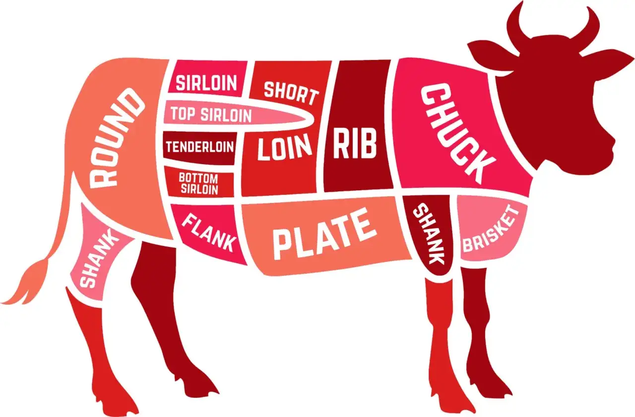 Schema di tagli di manzo che carne &egrave;: Round, Chuck, Rib, Loin, Sirloin, Tenderloin, Flank, Plate, Brisket, Shank.