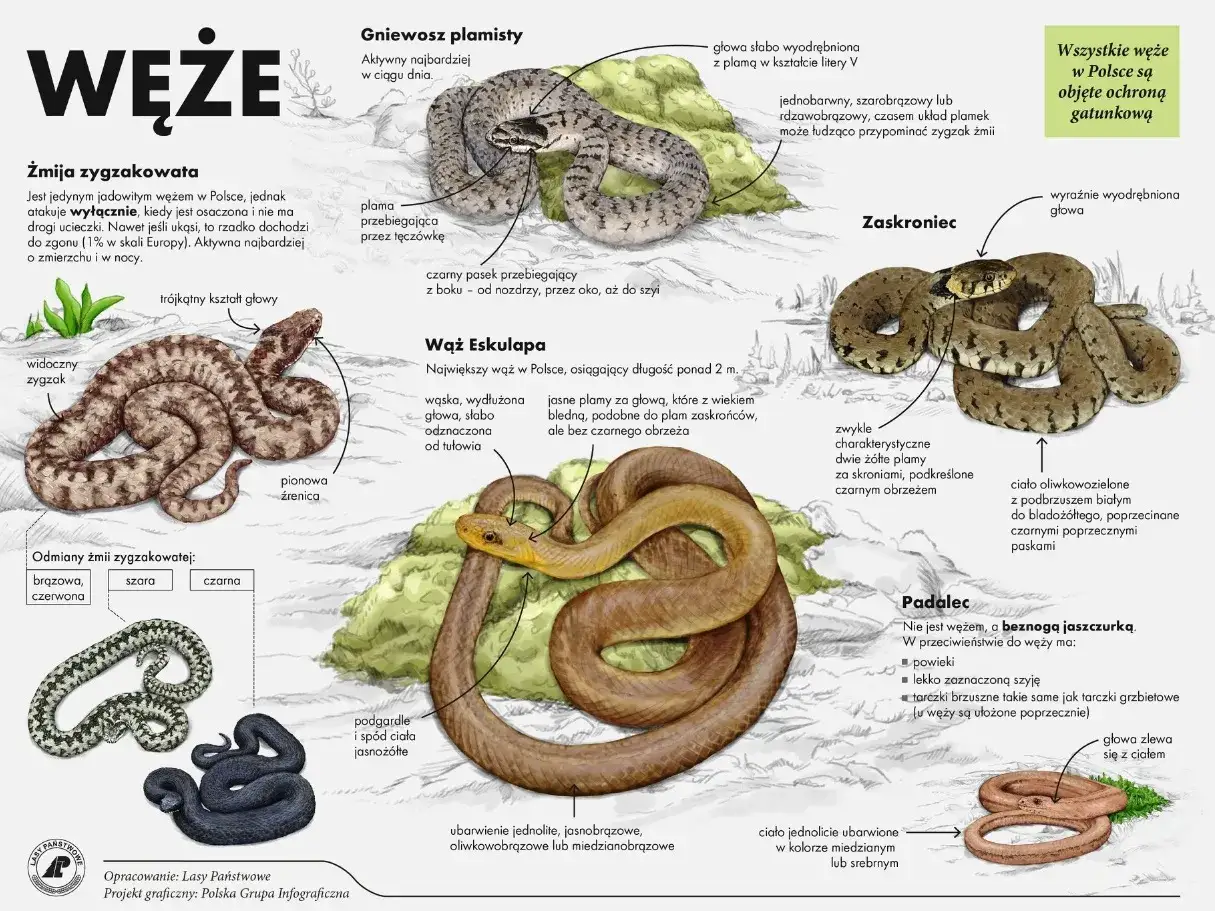 Żmija zygzakowata, z charakterystycznym zygzakiem na grzbiecie, to jadowity wąż.