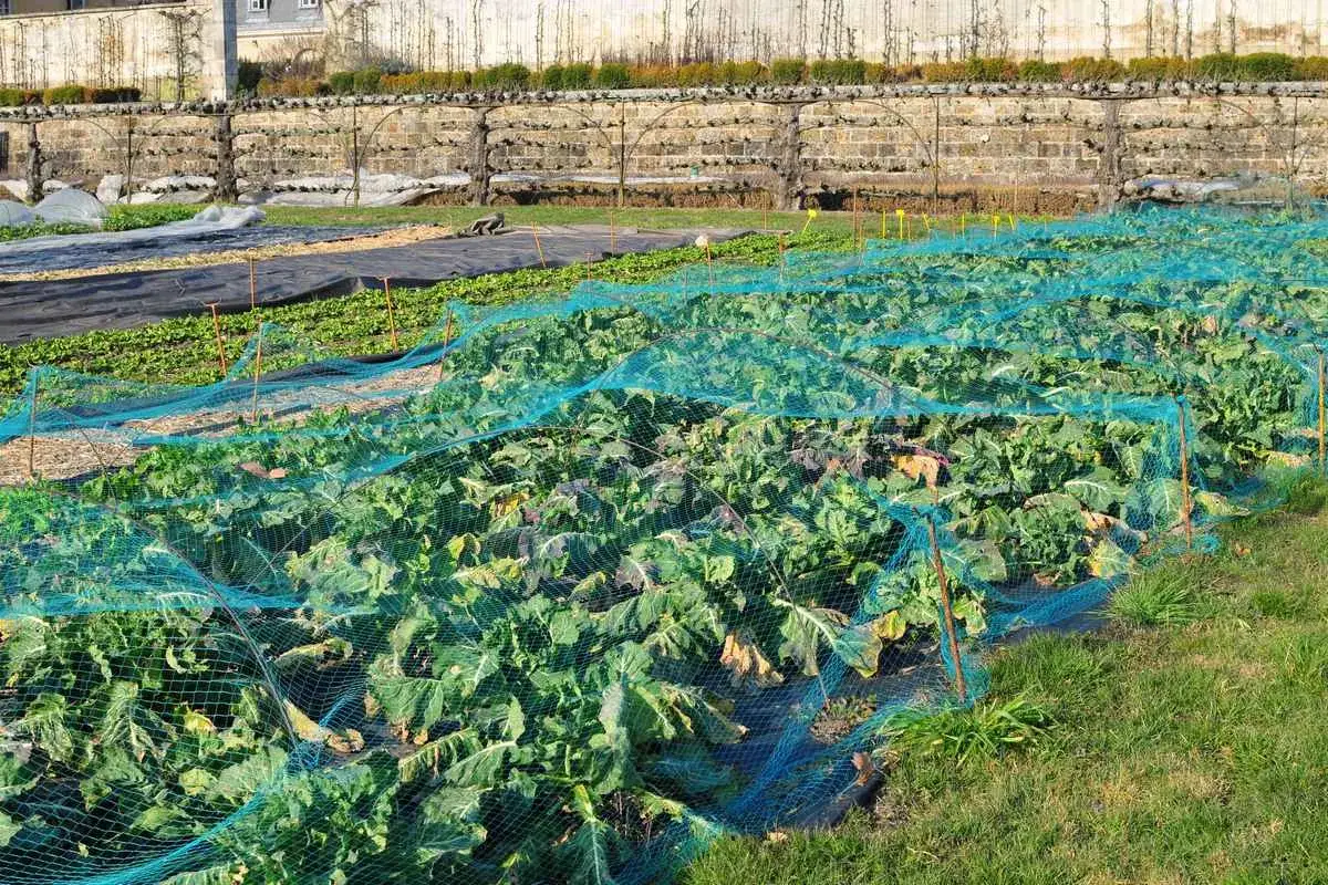 Champ de légumes protégé par un filet bleu. Un traitement naturel contre les altises pour des cultures saines.