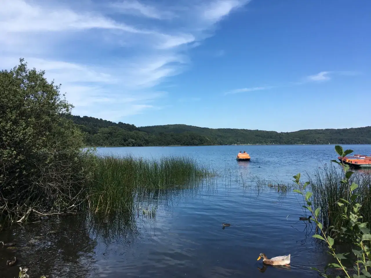 Entspannter Tag am Laacher See mit Enten im Wasser und einem bunten Tretboot auf dem blauen See.