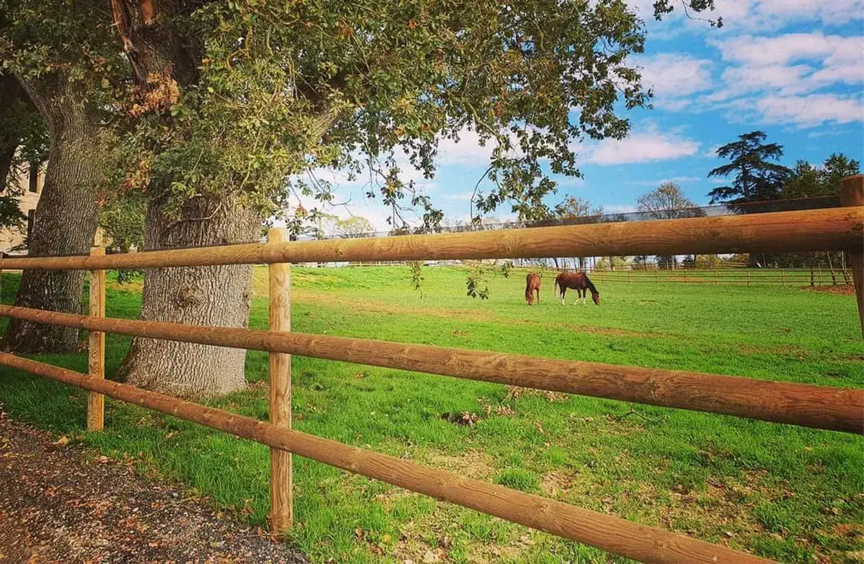 Deux chevaux broutent dans un pr&eacute; verdoyant, s&eacute;par&eacute;s par une cl&ocirc;ture en bois. La r&eacute;glementation cheval sur terrain priv&eacute; est respect&eacute;e.