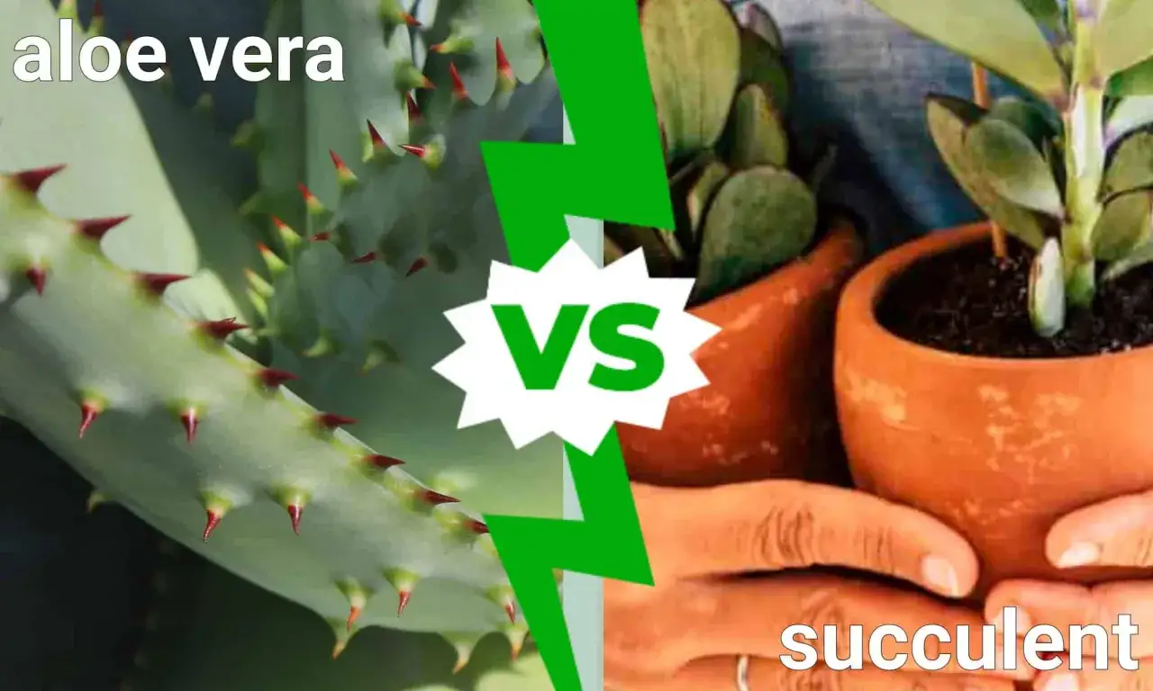 Aloes kontra sukulent. Czy aloes to kaktus? Zbliżenie na kolczaste liście aloesu i sukulent w doniczce.