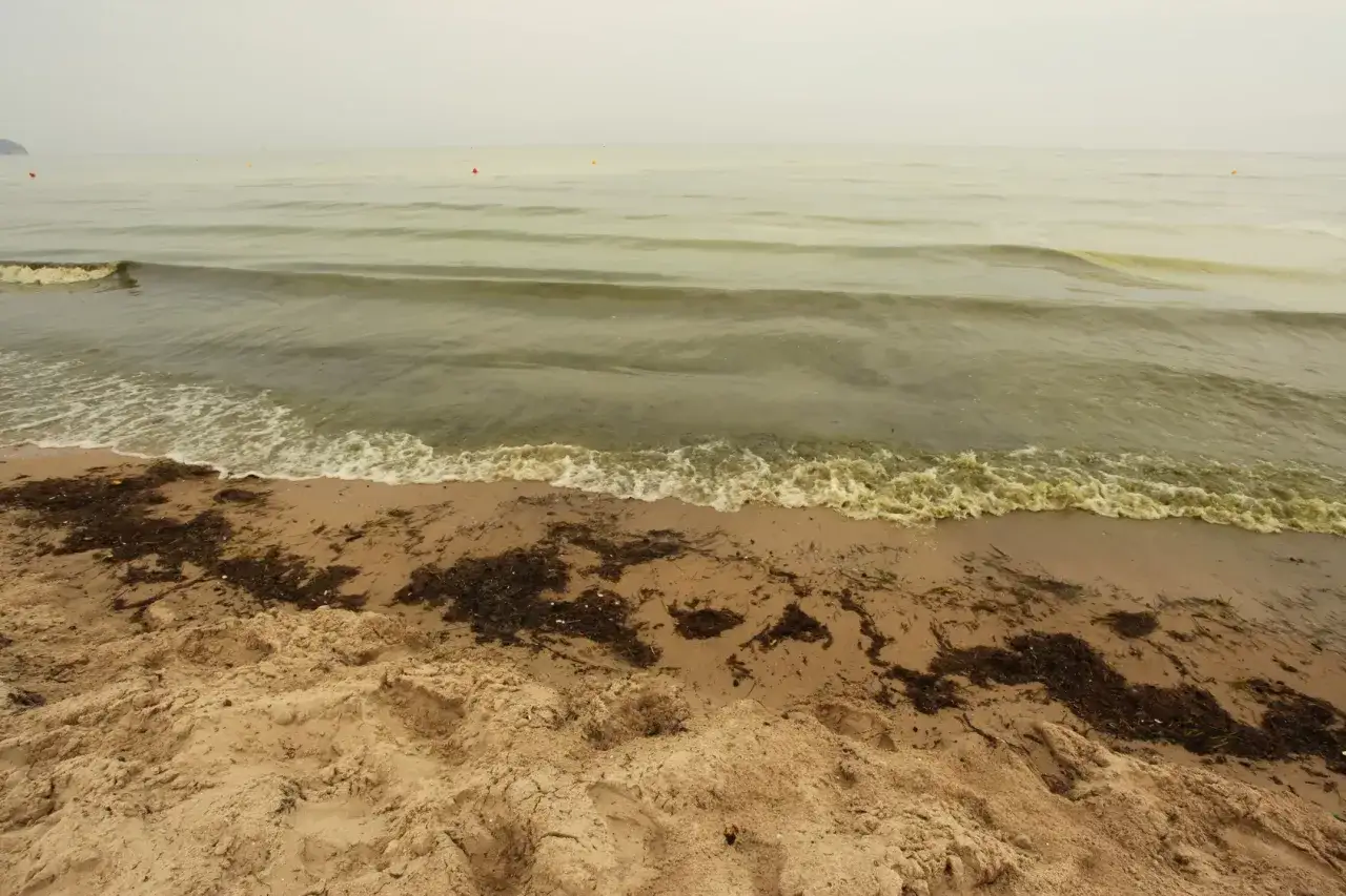 Piasek na plaży, fale rozbijające się o brzeg i wodorosty. Czy Bałtyk jest czysty? Woda wydaje się mętna, a na piasku leżą resztki glonów.