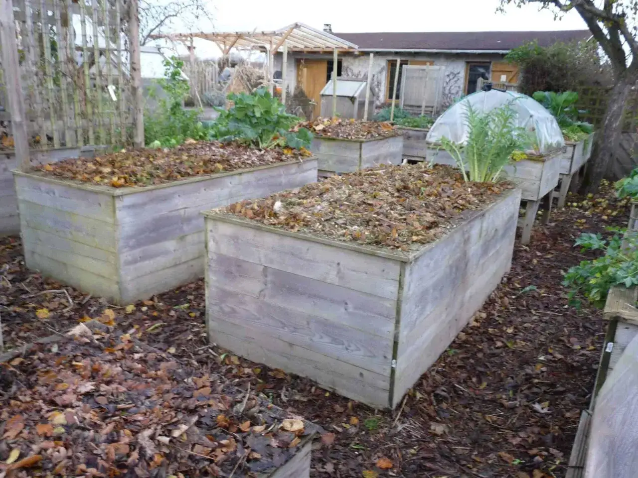 Jardin surélevé avec des feuilles mortes, idéal pour des astuces jardinage d'automne. Une serre protège un artichaut.