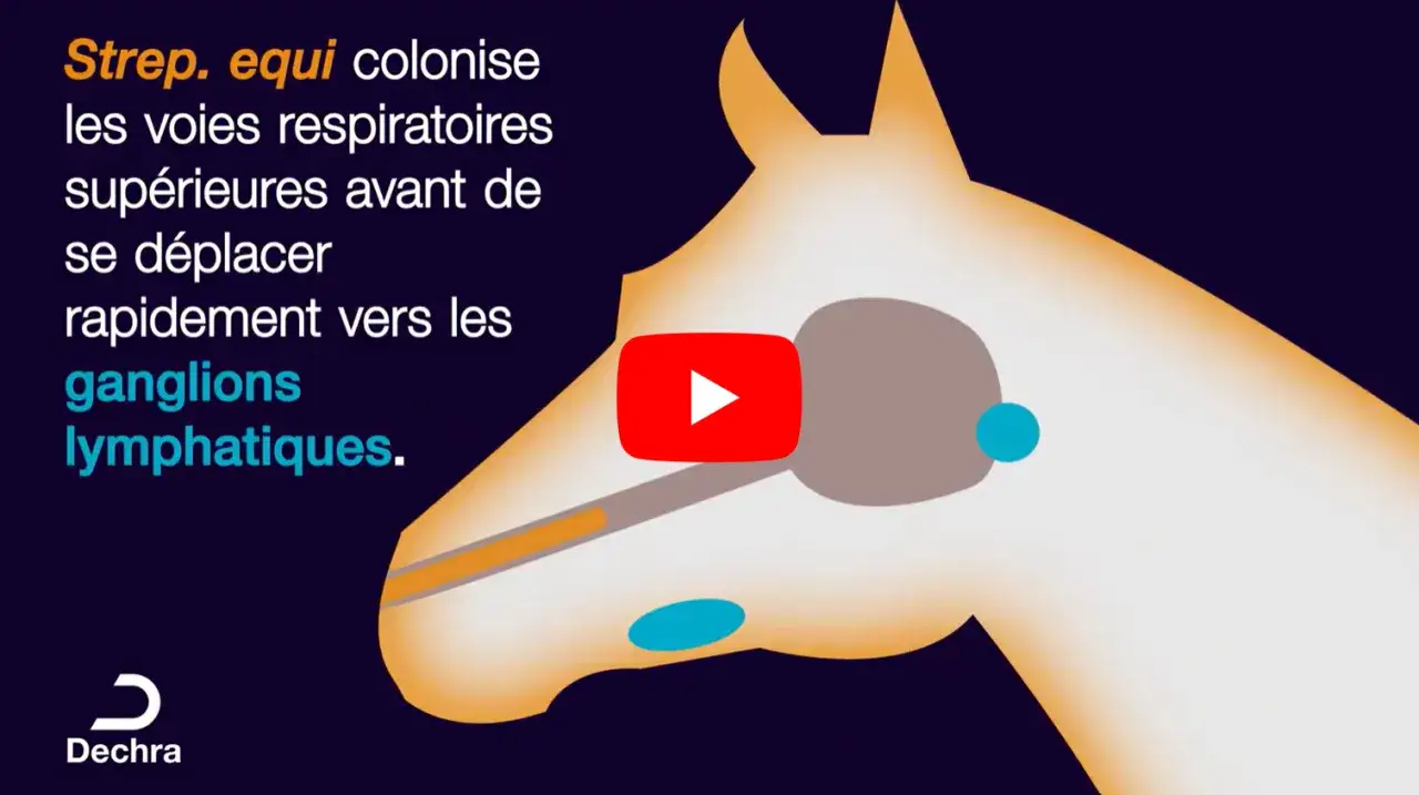 Animation expliquant la propagation de *Strep. equi* dans les voies respiratoires du cheval, causant la gourme.