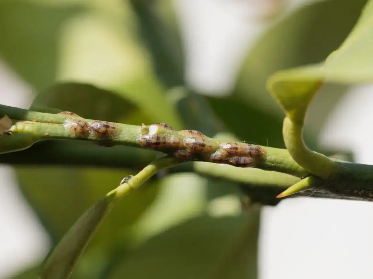 Une branche verte porte plusieurs cochenilles &agrave; carapace, ressemblant &agrave; de petites bosses brunes et grises.