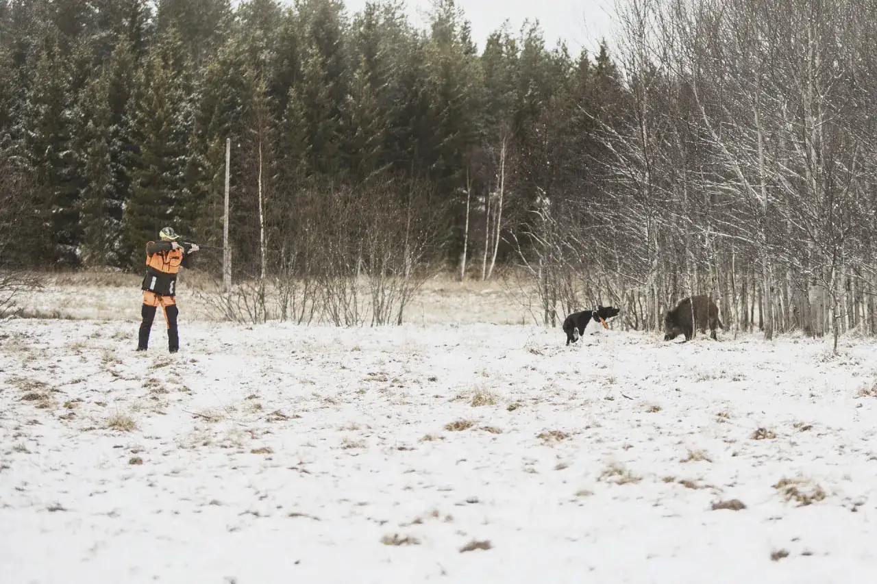 J&auml;gare i orange kl&auml;der siktar med gev&auml;r i sn&ouml;ig skog. En hund och ett vildsvin syns i bakgrunden. Dags att jaga vildsvin!