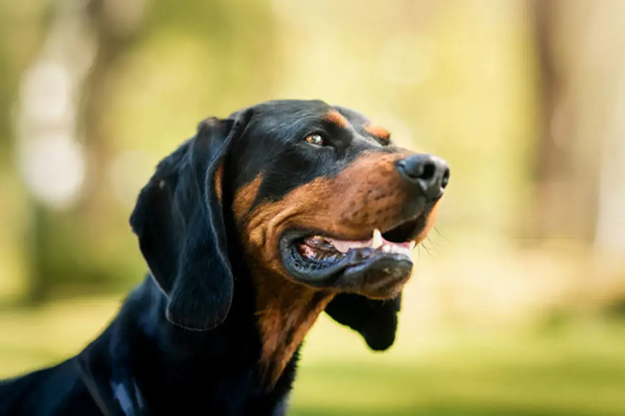 En svart och brun hund tittar uppåt. En fin hund kan kosta en del, men vad kostar en hund i månaden?