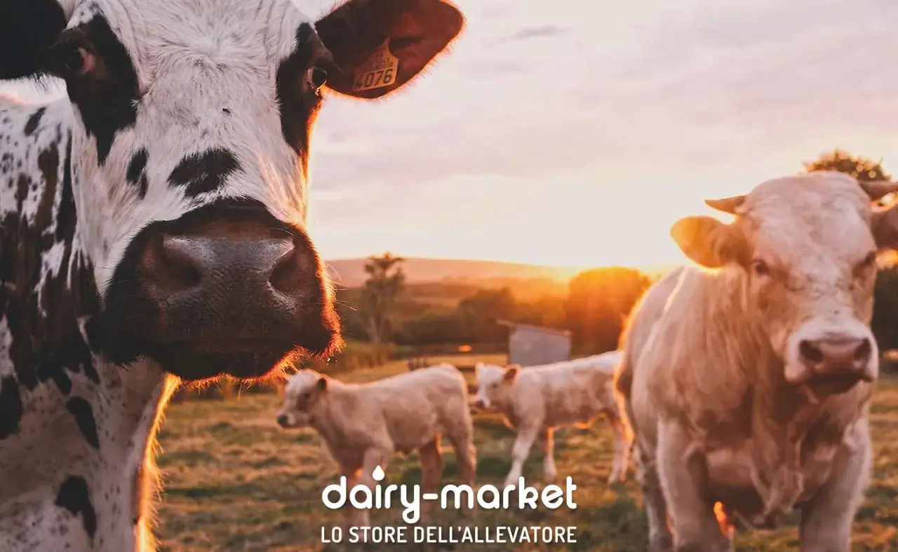 Mucca maculata e vitelli in un pascolo al tramonto. Un'immagine che evoca il benessere dell'allevamento nelle Marche, con il sole che illumina la scena.