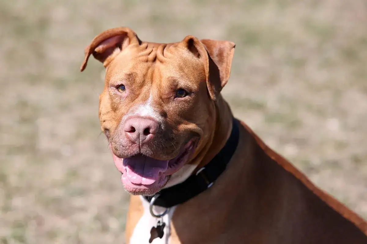 Un pitbull sonriente, a menudo malinterpretado entre las razas de perros peligrosos, con un collar negro.