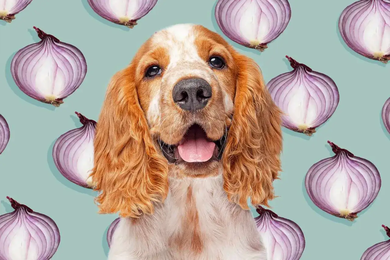 Un perro cocker spaniel sonriente rodeado de cebollas moradas. ¿Sabías que los perros pueden comer cebolla?
