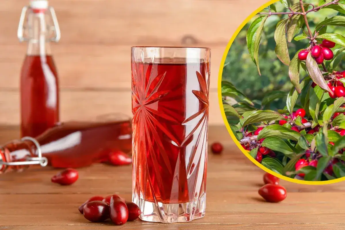 Szklanka i butelki z rubinową nalewką z derenia, obok świeże owoce i gałązka derenia z dojrzałymi owocami.