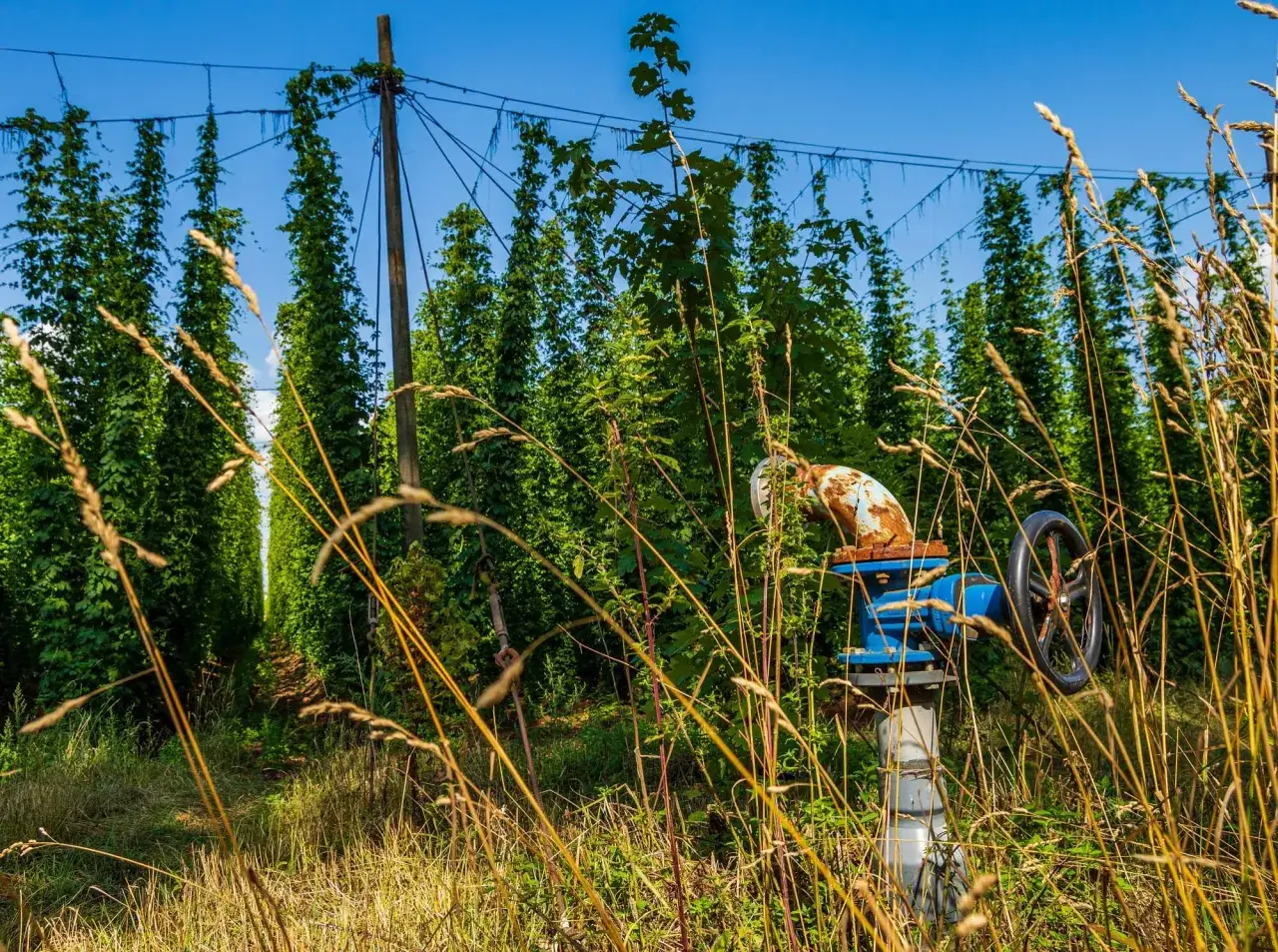 Un champ de houblon s'étend sous un ciel bleu. Une vanne rouillée et bleue se dresse au milieu de l'herbe sèche, un danger potentiel pour les récoltes.