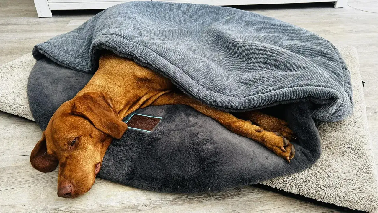 Un cachorro de 2 meses, envuelto en una manta gris, duerme pl&aacute;cidamente en su cama. &iexcl;As&iacute; se duerme a un cachorro de 2 meses!