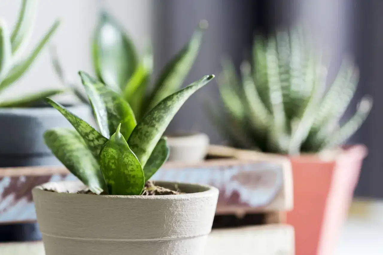 Sansevieria-Pflanzen in grauen T&ouml;pfen, ideal f&uuml;r zimmerpflanzen wenig licht. Im Hintergrund eine Aloe-&auml;hnliche Pflanze.
