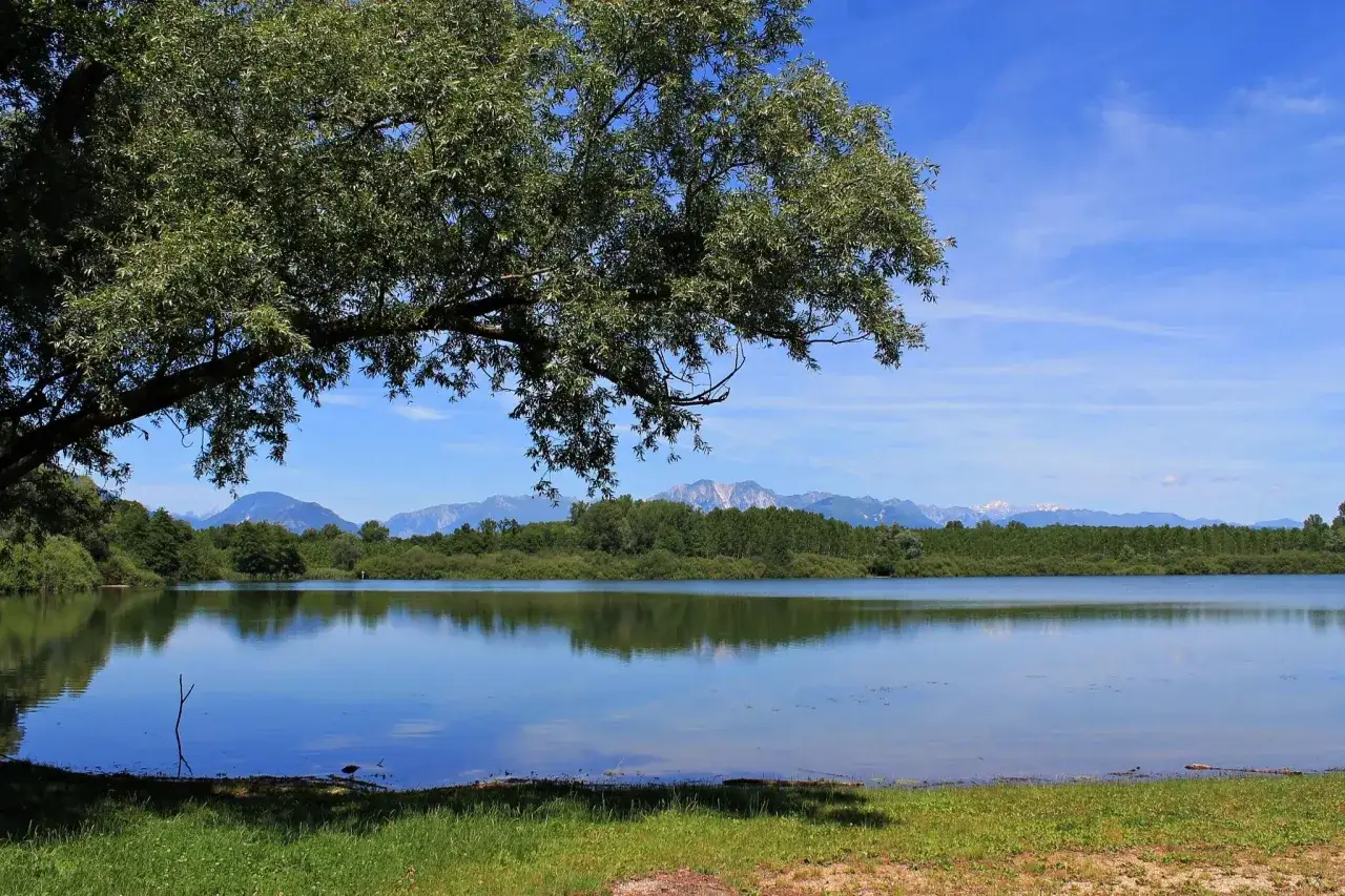 Un ramo d'albero ombroso si protende sul lago di Ragogna, riflettendo montagne sullo sfondo.