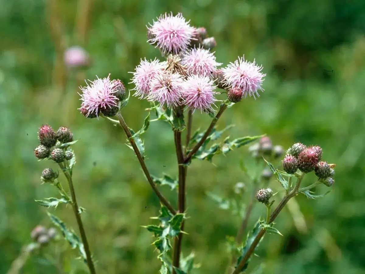 Stachelige Disteln mit rosa Blütenköpfen und Knospen. Ein Hinweis, wie man Disteln entfernen kann, um den Garten zu verschönern.