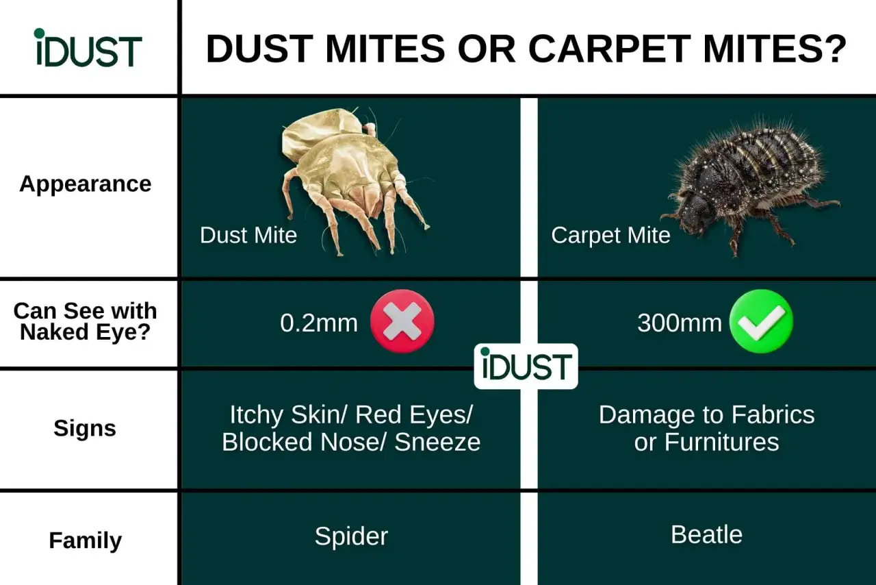 Tableau comparatif pour savoir si on a des mites : apparence, visibilité, signes (allergies vs dégâts), et famille (araignée vs scarabée).