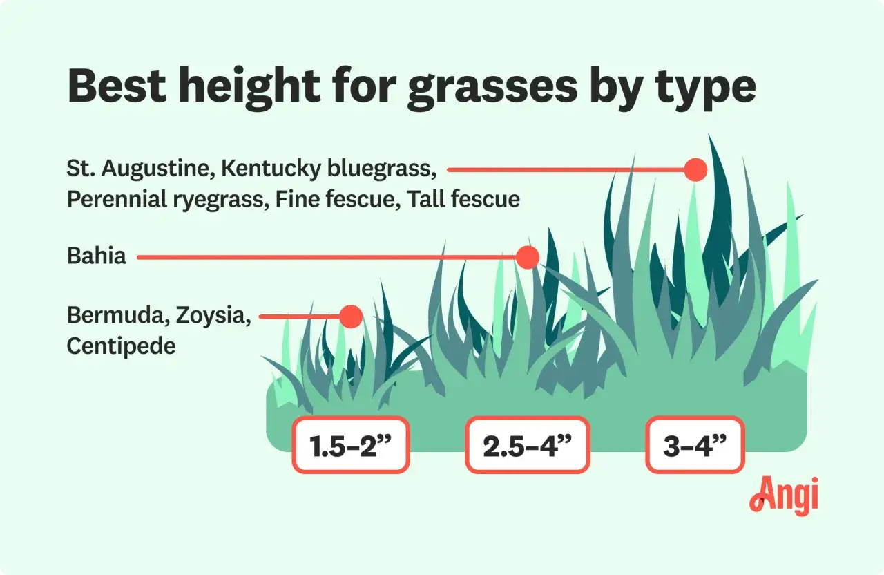 Chart shows ideal mowing heights for various grasses. Kentucky bluegrass thrives at 1.5-2 inches.