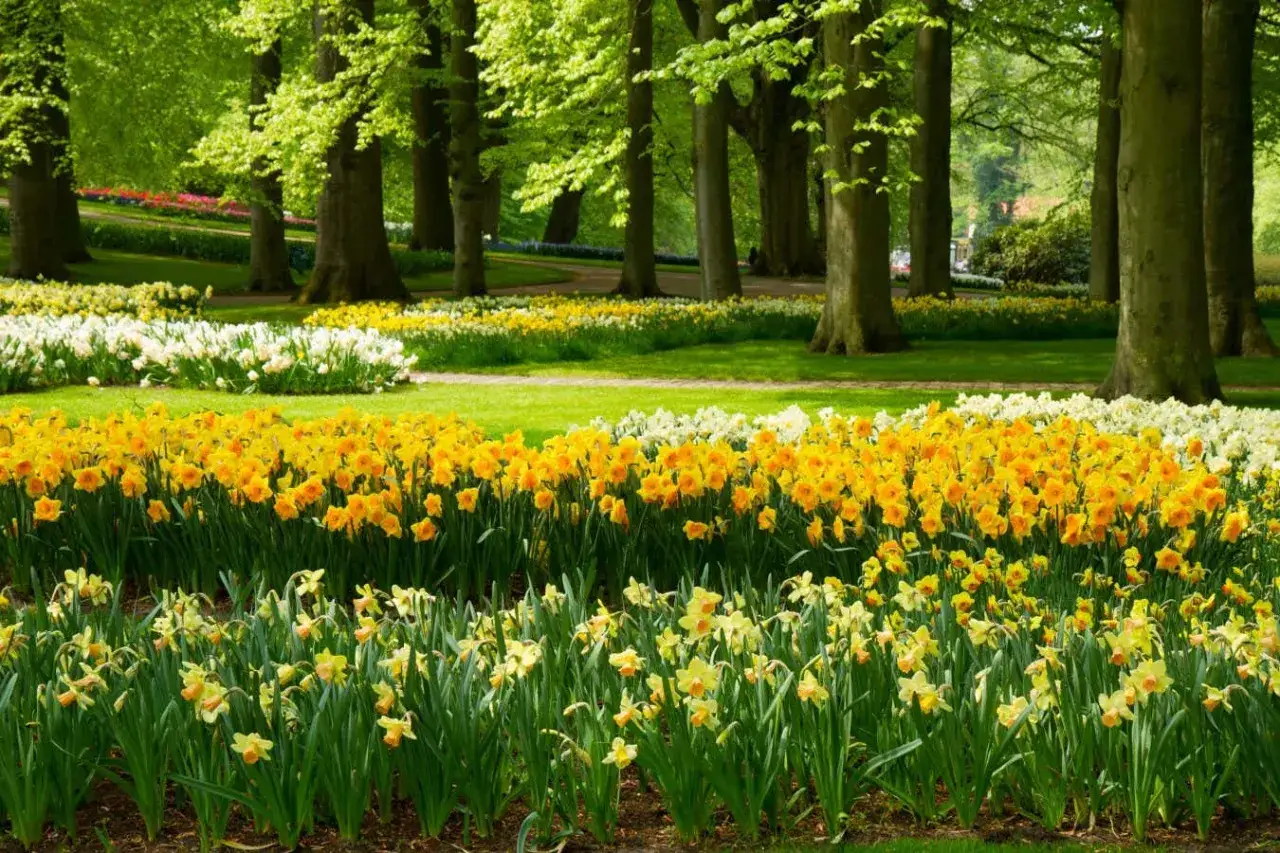 Wiosenny park pełen żółtych kwiatów, wśród nich narcyzy i tulipany.