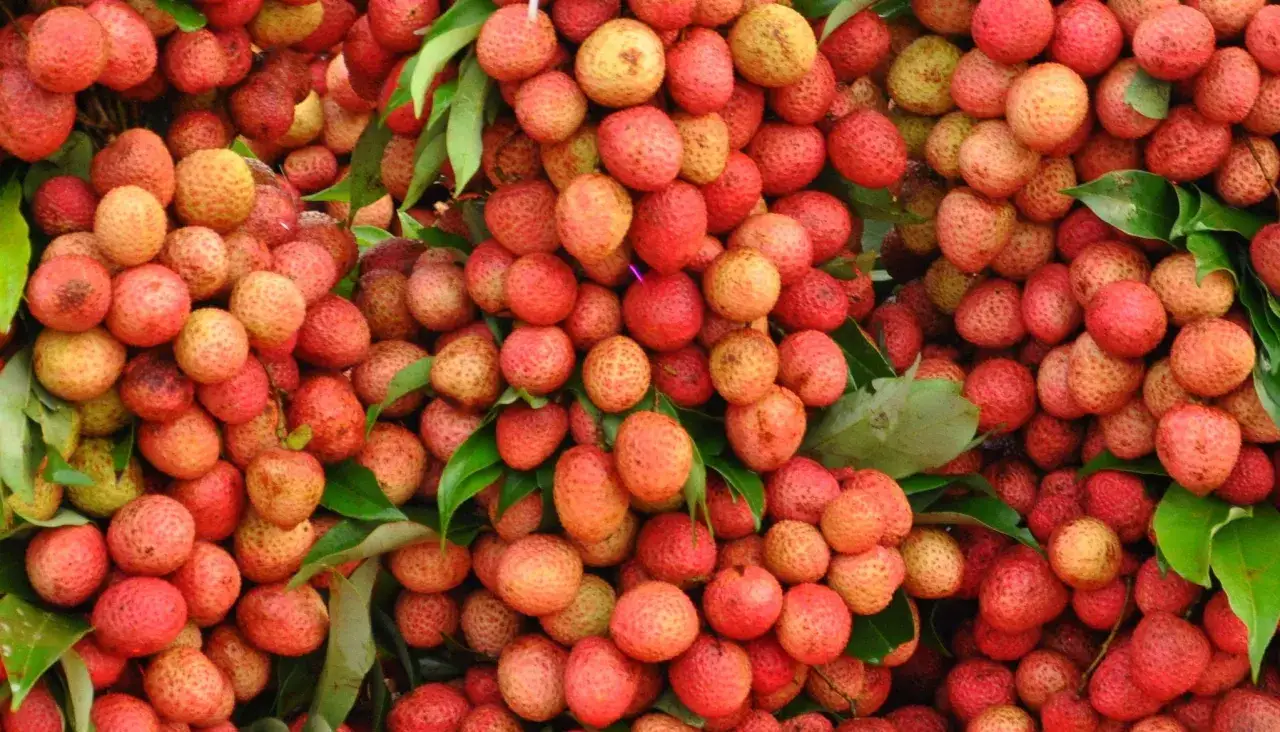 Gros plan sur un arbre &agrave; litchi en France, ses fruits rouges et jaunes pr&ecirc;ts &agrave; &ecirc;tre cueillis.