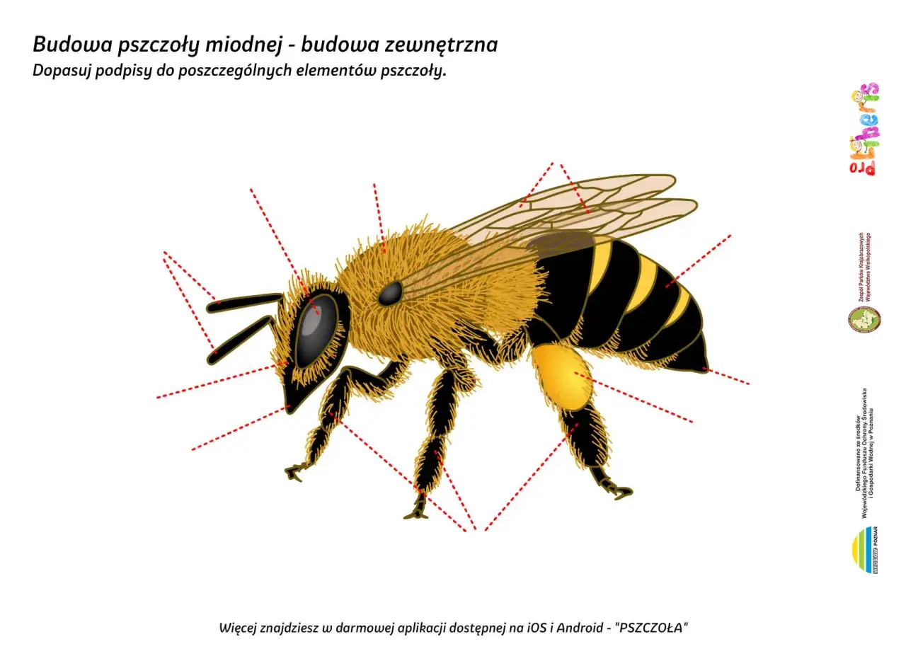 Ilustracja przedstawia budowę pszczoły miodnej. Widoczna jest głowa pszczoły z czułkami i oczami, tułów oraz odwłok z charakterystycznymi pasami.