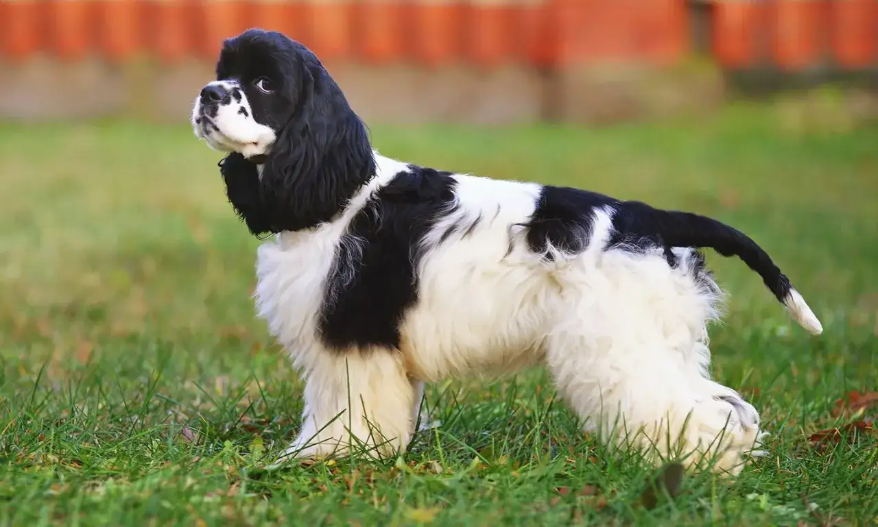 En svartvit cocker spaniel st&aring;r i gr&auml;set och tittar upp&aring;t.