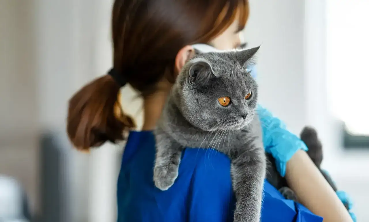 A veterinarian holds a grey cat, preparing for its rabies shot. The cat looks alert with bright orange eyes.