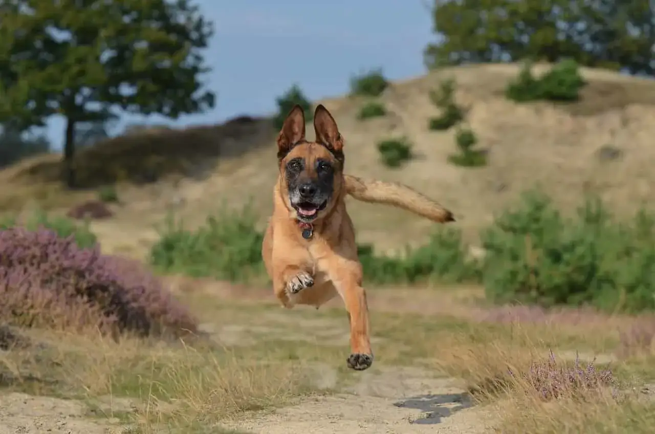 Owczarek belgijski malinois, pies policyjny w akcji, skacze przez piaszczysty teren wśród wrzosów.