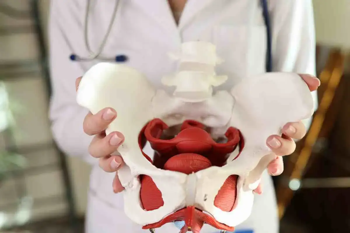 &Auml;rztin h&auml;lt Beckenmodell. M&ouml;gliche pessar nachteile werden besprochen, um die Gesundheit der Frau zu f&ouml;rdern.