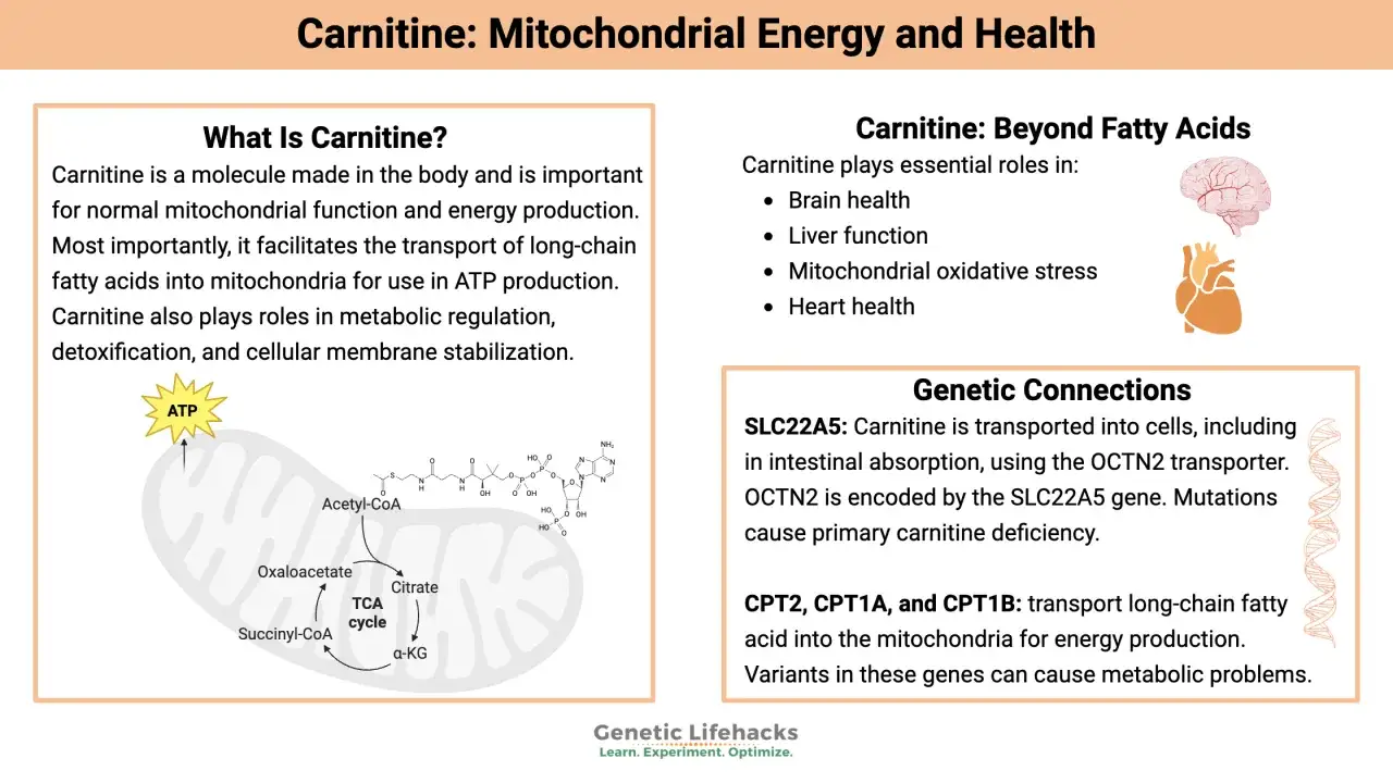 Carnitin-Wirkung: Transport von Fetts&auml;uren in Mitochondrien f&uuml;r ATP-Produktion, wichtig f&uuml;r Gehirn, Leber, Herz.