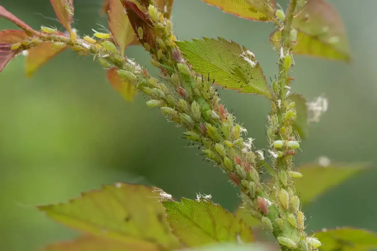 Une colonie de pucerons verts du rosier envahit une tige et des feuilles, se nourrissant de la sève.