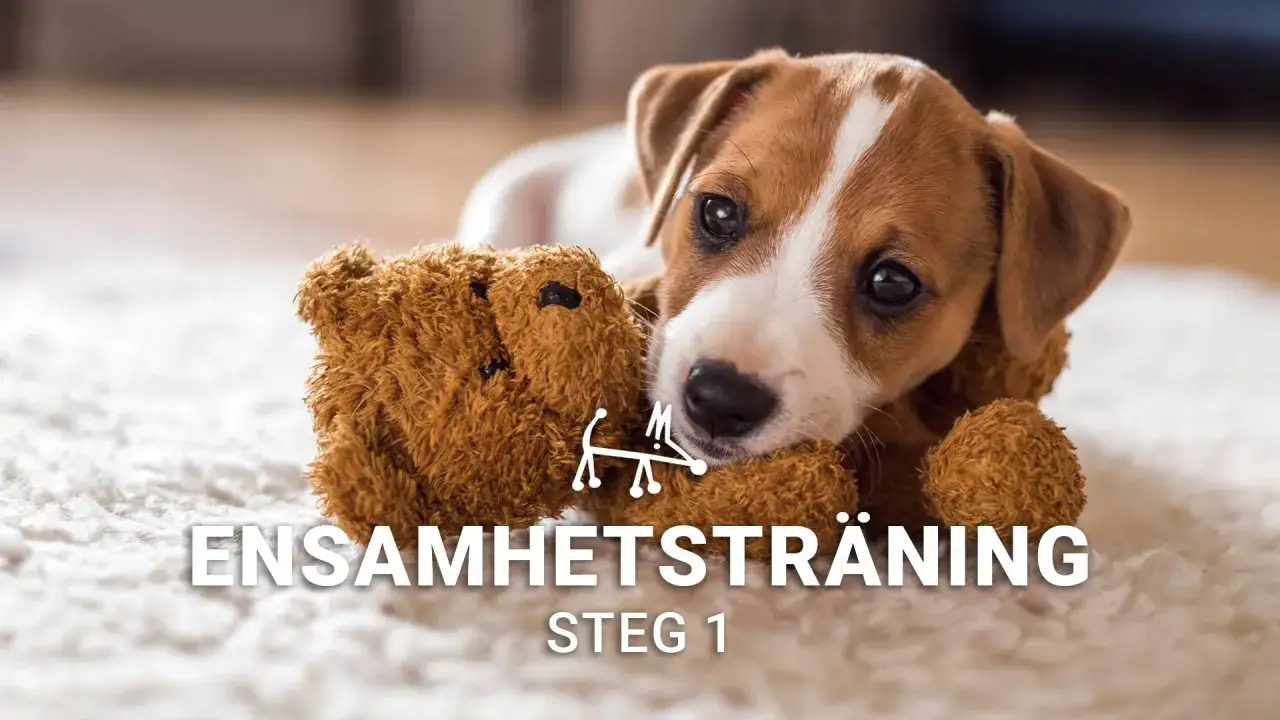 En s&ouml;t Jack Russell-valp ligger ensam hemma med sin nallebj&ouml;rn. Texten 