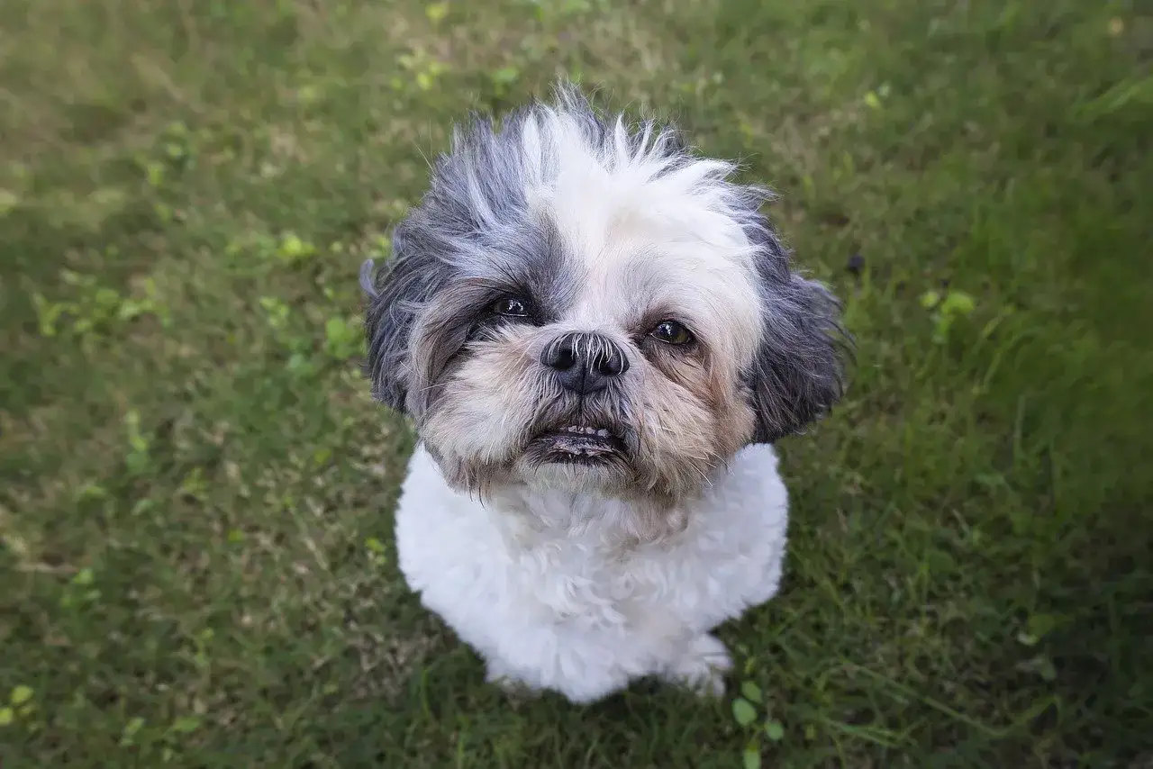 Uroczy shih tzu z puszystą, dwukolorową sierścią siedzi na trawie, patrząc w górę.