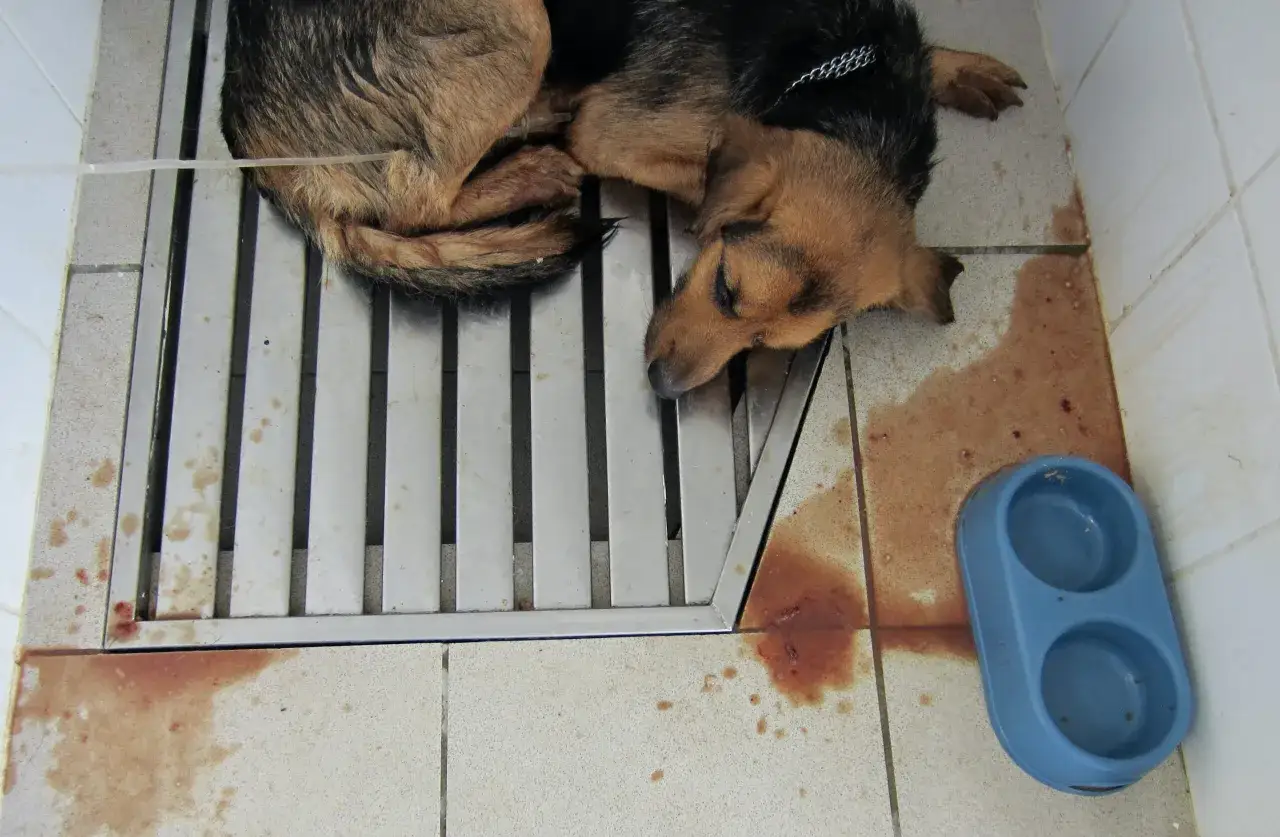 Chien malade, couch&eacute; sur une grille m&eacute;tallique, avec des taches de sang au sol. Il semble souffrir, peut-&ecirc;tre comment un chien attrape la parvovirose.