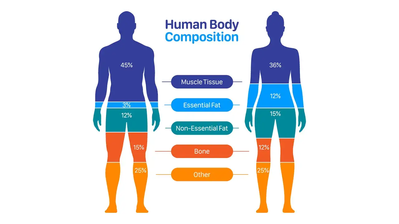 Uomini e donne mostrati con percentuali di composizione corporea ideale: tessuti muscolari, grasso essenziale e non, ossa e altro.