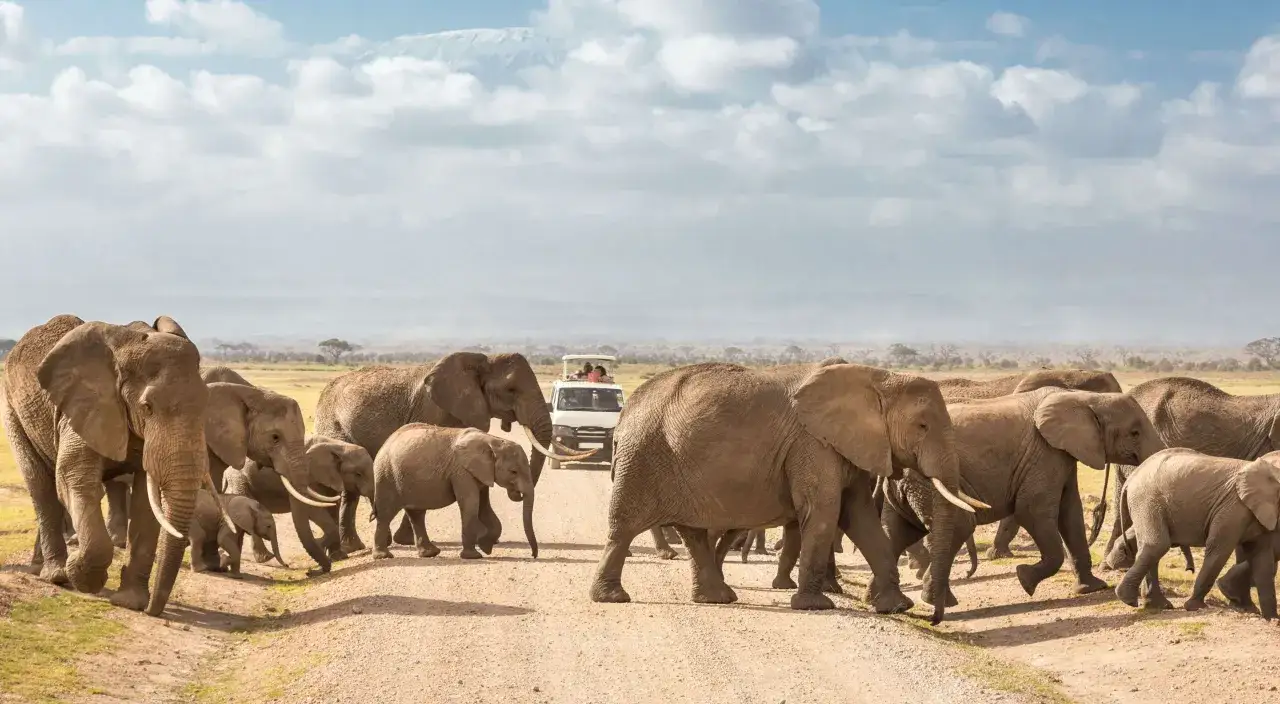 Słońce nad Nairobi, stado słoni na safari, a w tle g&oacute;ra Kilimandżaro.