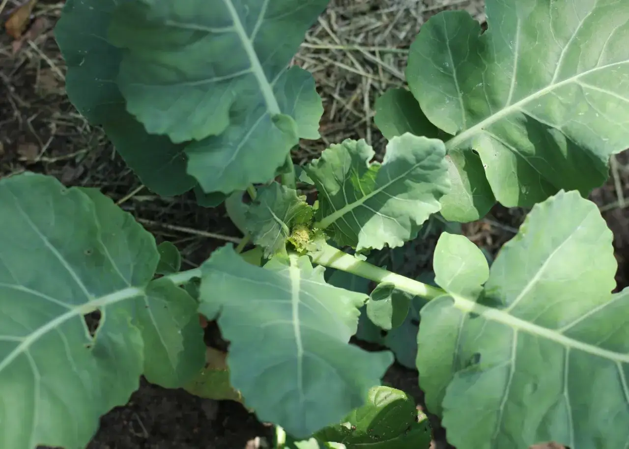 Ein junger Blumenkohl beginnt zu wachsen, umgeben von großen, grünen Blättern.
